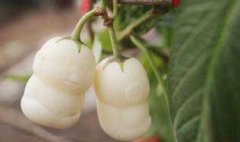 栽培人參果的整地施肥、定植與追肥和澆水問題