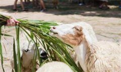 玉米秸稈可直接飼喂畜禽嗎？玉米秸稈如何發(fā)酵