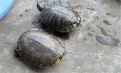 甲魚和王八一樣嗎？甲魚的生長周期是多少天
