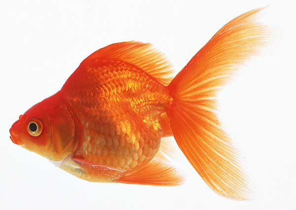 金魚(yú)養(yǎng)殖技術(shù)