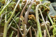 野菜中的蕨菜有營養(yǎng)嗎？