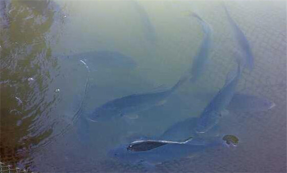 淡水鱸魚養(yǎng)殖技術要點
