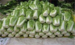 怎樣貯藏大白菜？