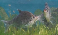 鳊魚在魚塘能自行繁殖嗎？鳊魚養(yǎng)殖要喂什么