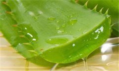 蘆薈能延緩衰老嗎？如何自制蘆薈美容品