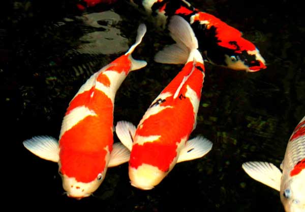 魚(yú)類的品種知識(shí)