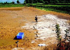 怎樣用生石灰、漂白粉、茶枯和巴豆給魚塘消毒