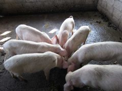 如何降低養(yǎng)豬成本？降低豬飼養(yǎng)成本的30個竅門