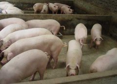 豬藍(lán)耳病如何鑒別？豬藍(lán)耳病的癥狀及治療方法