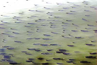魚(yú)類(lèi)浮頭的主要原因