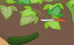 早春西葫蘆如何栽培？早春西葫蘆種植技術(shù)要點