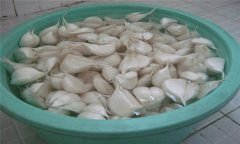 大蒜如何播種？大蒜種植技術(shù)與田間管理方法