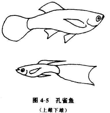 怎樣養(yǎng)孔雀魚？