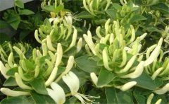 金銀花美容養(yǎng)顏嗎？介紹兩個(gè)金銀花的養(yǎng)顏妙方