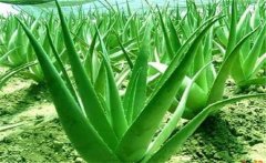 蘆薈的藥用價值，介紹幾個蘆薈的養(yǎng)顏配方