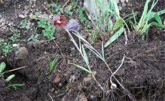 川貝母產(chǎn)地是哪里？川貝母的用法、用量與禁忌