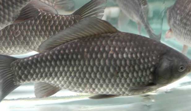 鯽魚的養(yǎng)殖密度、品種搭配、飼料選擇
