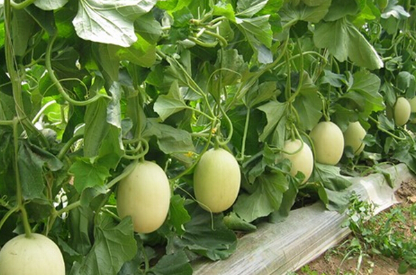 香瓜病蟲(chóng)害防治技術(shù)