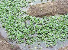 水溫、ph值對鱔魚養(yǎng)殖的影響