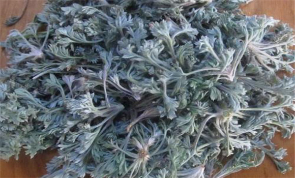 茵陳用法、用量與禁忌