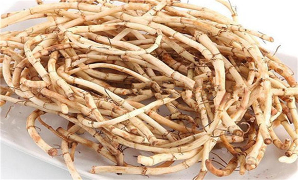 魚腥草的用法、用量與禁忌