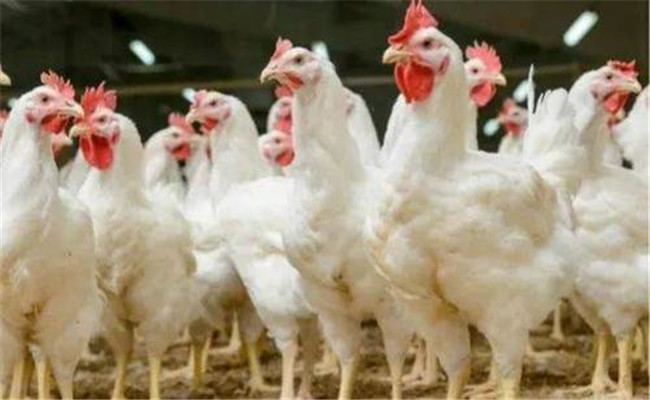 肉雞公、母雞生長(zhǎng)速度不同