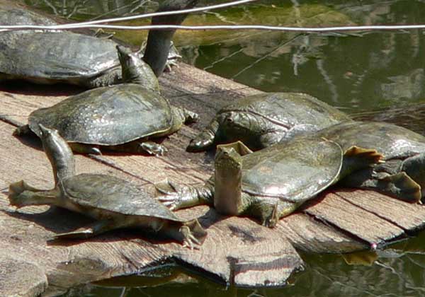 甲魚(yú)養(yǎng)殖場(chǎng)地的選擇