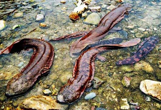娃娃魚(yú)的飼喂方法