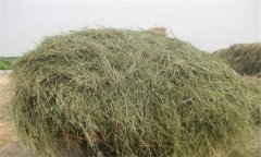 優(yōu)質(zhì)青干草應(yīng)具備哪些條件，如何評定其質(zhì)量