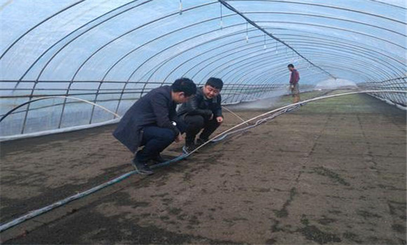 大棚番茄、水稻栽培模式的收益情況