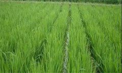 水稻遭遇高溫?zé)岷υ趺崔k，有何補(bǔ)救技術(shù)措施？