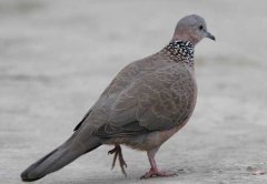 斑鳩吃什么食物？