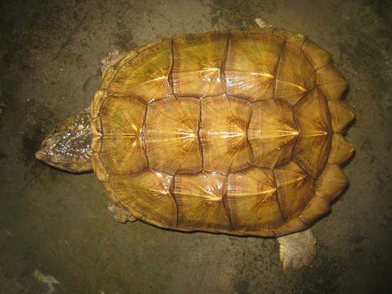 鱷魚(yú)養(yǎng)殖