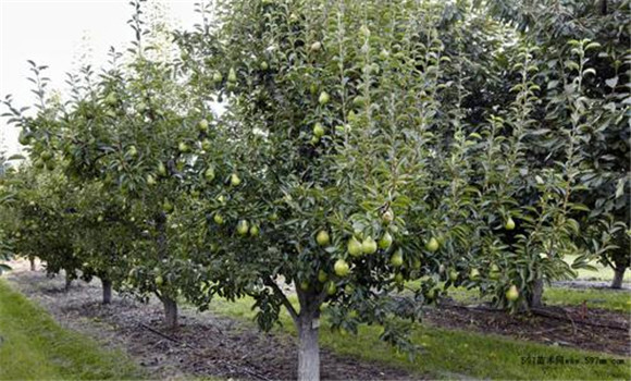 梨樹(shù)種植的肥水調(diào)控技術(shù)