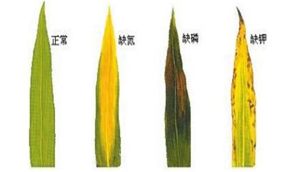 植物缺氮、磷、鉀元素時各有什么癥狀