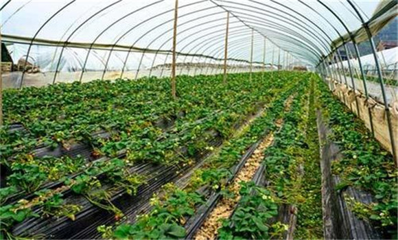 大棚要控制適宜的溫、濕度