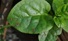 木耳菜的常見(jiàn)病蟲(chóng)害有哪些？怎么防治？