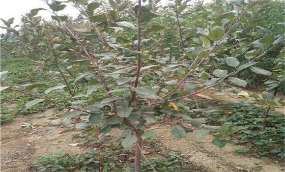選用壯苗，促樹(shù)盡快成形