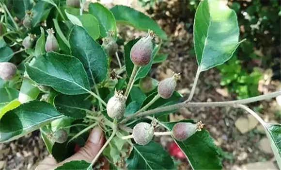 蘋(píng)果幼樹(shù)的管理方法