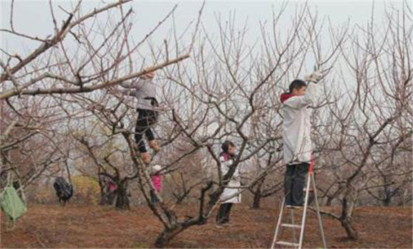 梨樹(shù)夏季修剪的六種方法