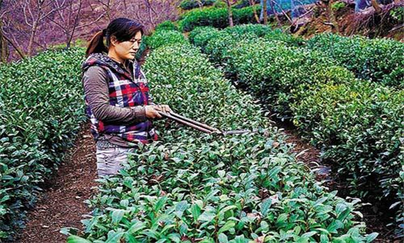 怎樣修剪茶樹？茶樹的修剪方法介紹