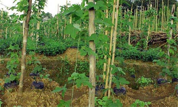葛根種植技術與管理方法