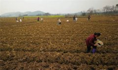烤煙施肥技術：種植烤煙怎樣進行施肥