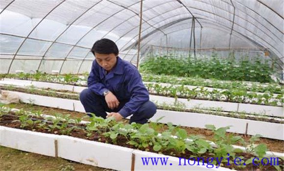 大棚番茄品種應耐低溫、早熟