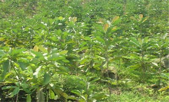 杜仲種植技術(shù)要點(diǎn)與具體種植步驟