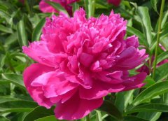 芍藥花的花語是什么？
