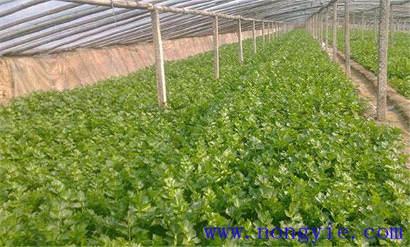 芹菜育苗的關鍵技術(shù)在哪里