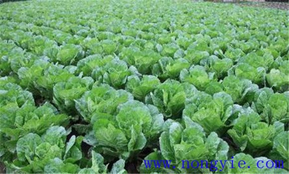 白菜施肥方法、用什么肥料