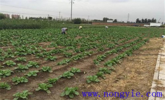 大白菜的間苗、除草