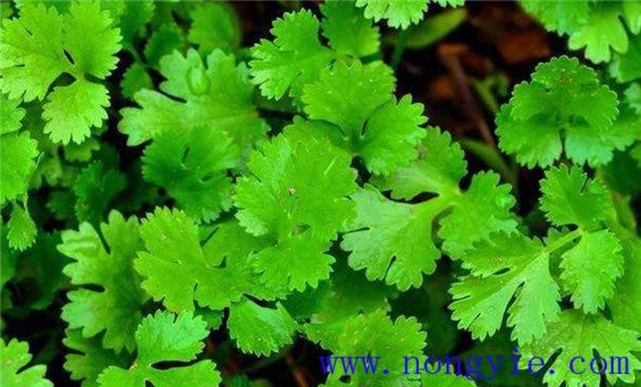 怎樣種芫荽，種芫荽的方法